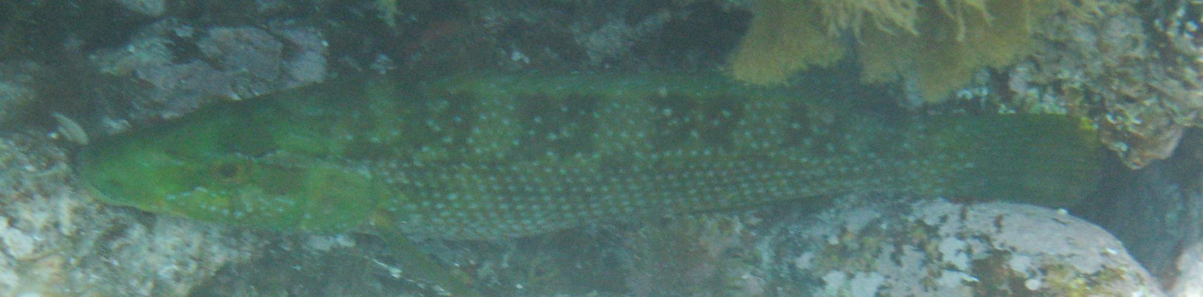 Labrus viridis